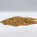 Grains de moutard epecia