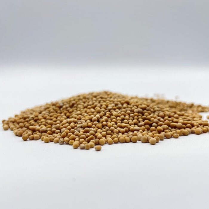 Grains de moutard epecia