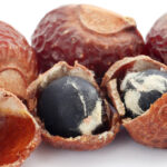 عشبة الريثا او الصابونية (SAPINDACEAE)